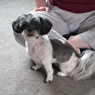 Grooming Van Image