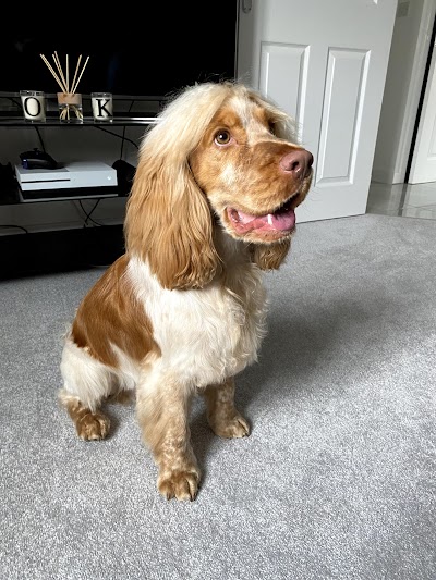 Grooming Van Image