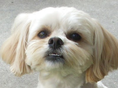 Grooming Van Image