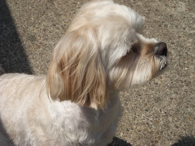 Grooming Van Image
