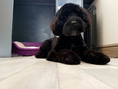 Grooming Van Image