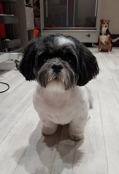 Grooming Van Image