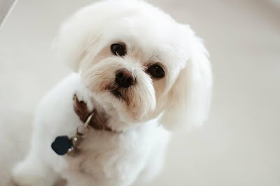 Grooming Van Image