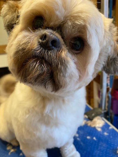 Grooming Van Image