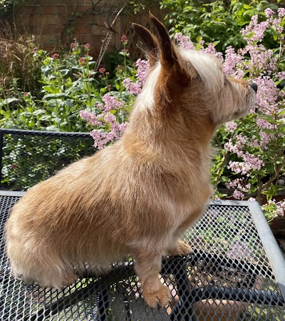 Grooming Van Image
