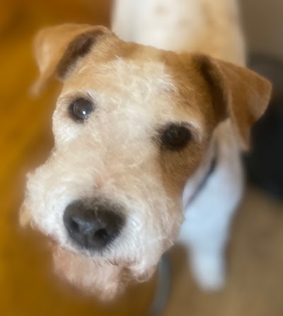 Grooming Van Image