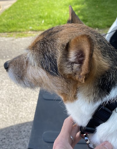 Grooming Van Image