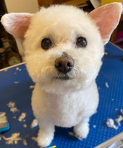 Grooming Van Image