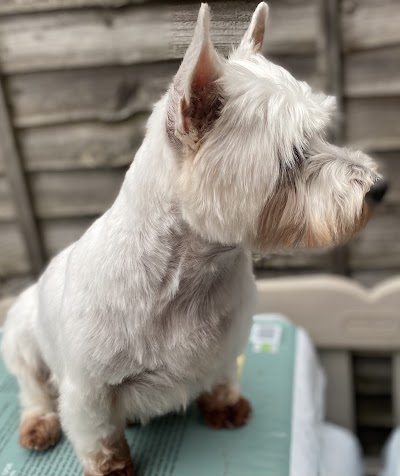 Grooming Van Image