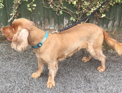 Grooming Van Image