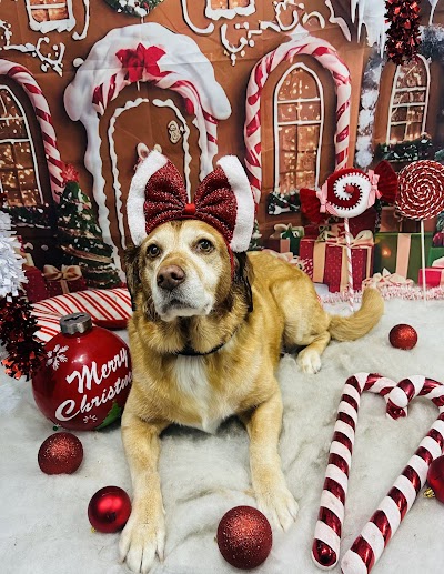 Grooming Van Image