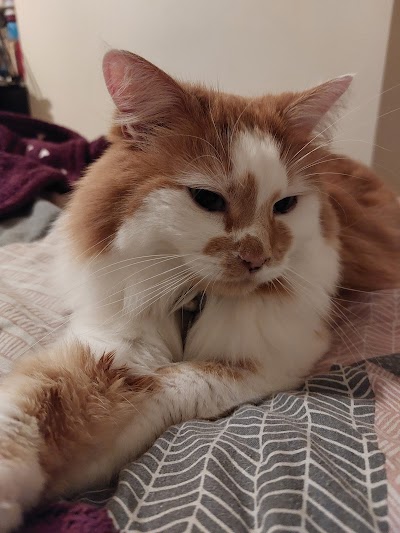 Grooming Van Image
