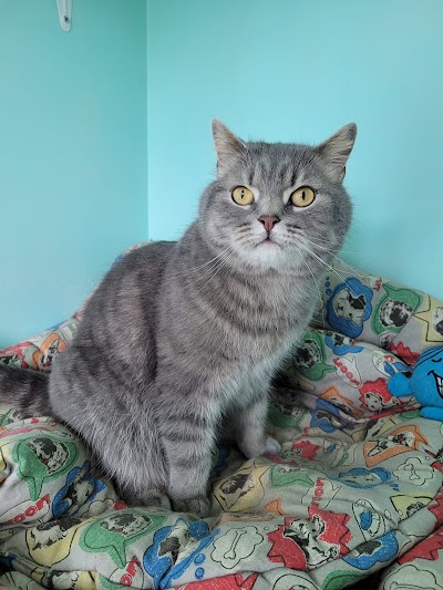 Grooming Van Image