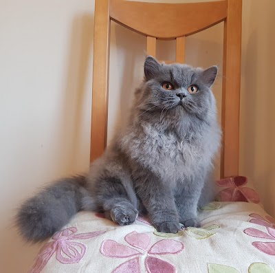 Grooming Van Image