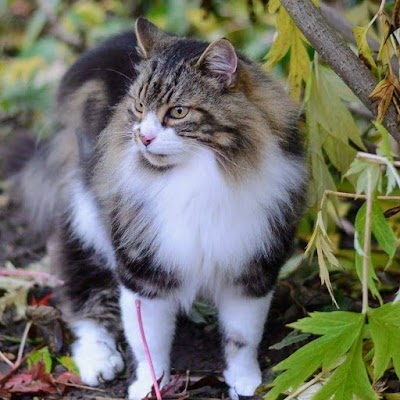 Grooming Van Image