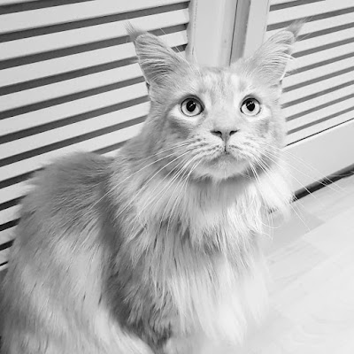Grooming Van Image