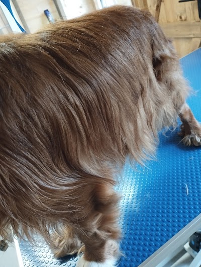Grooming Van Image