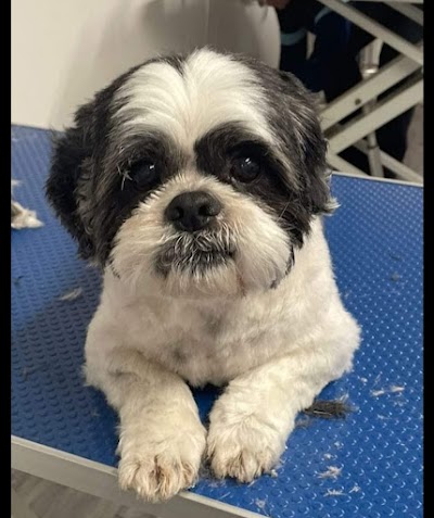 Grooming Van Image