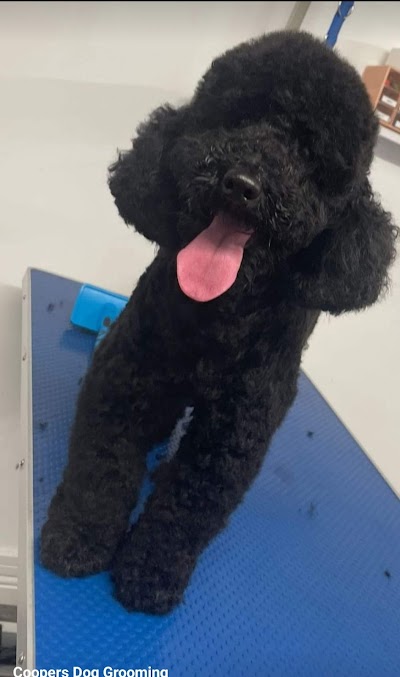 Grooming Van Image