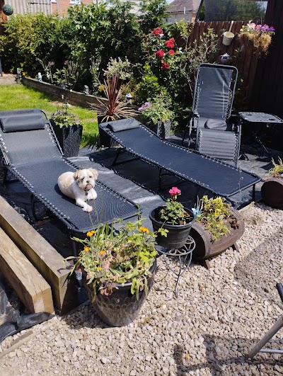 Tracy's Dog Grooming &Hand Stripping Certified Professional Groomer (CPG)