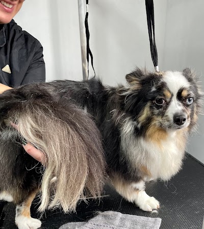 Grooming Van Image