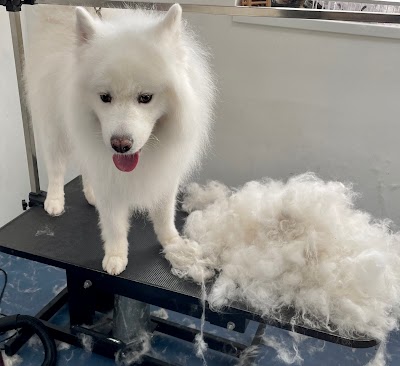 Grooming Van Image