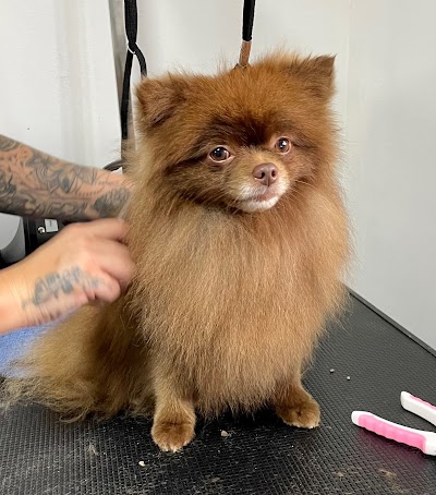 Grooming Van Image