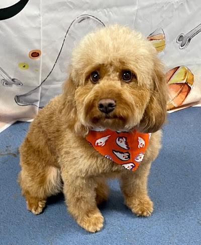 Valley House Dog Groomers