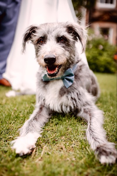 Grooming Van Image