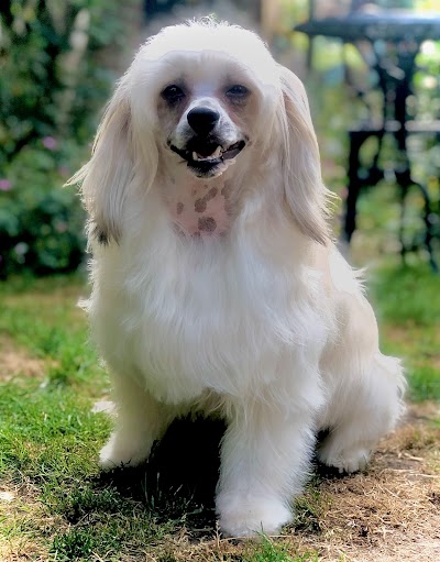 Grooming Van Image