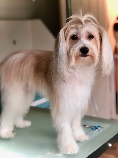 Grooming Van Image