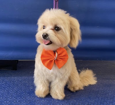 Grooming Van Image
