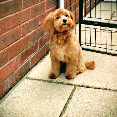 Grooming Van Image