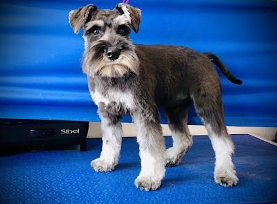 Grooming Van Image