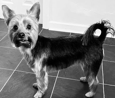 Grooming Van Image