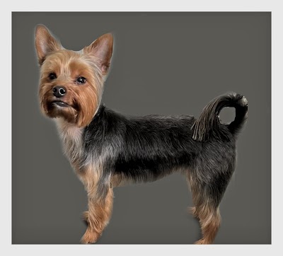Grooming Van Image