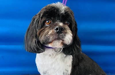 Grooming Van Image
