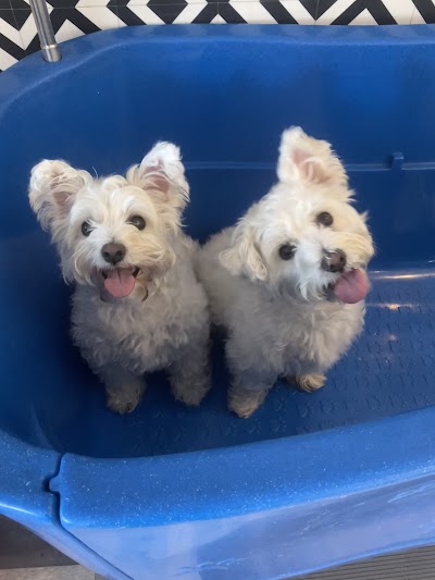 Grooming Van Image