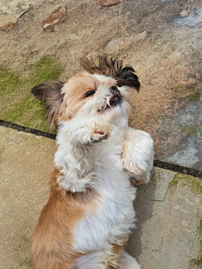 Grooming Van Image