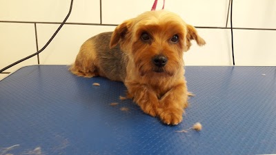 Grooming Van Image