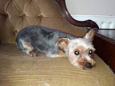 Grooming Van Image