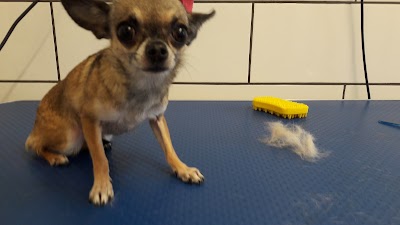 Grooming Van Image