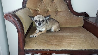 Grooming Van Image