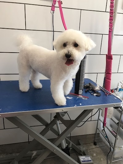 Wollaton Pet Grooming Services