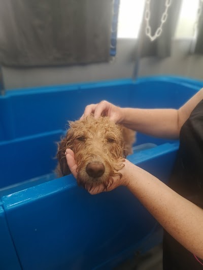 Grooming Van Image