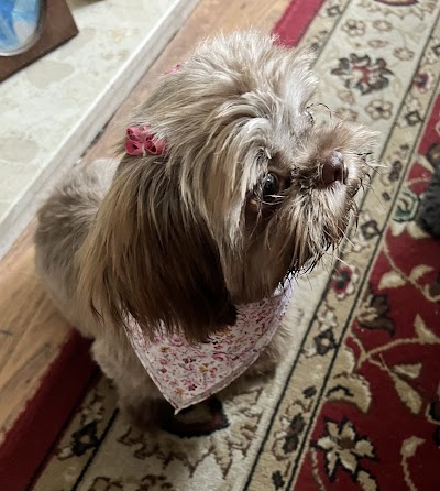 Grooming Van Image
