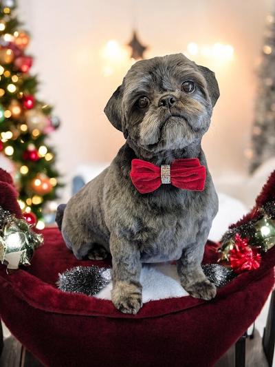Grooming Van Image