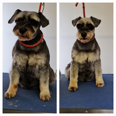 Grooming Van Image