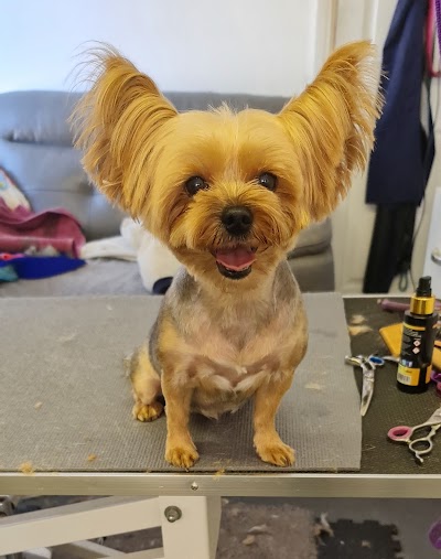 Grooming Van Image
