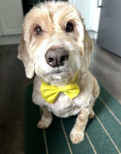 Woof-Woof Land Dog Groomer